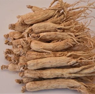 /uploads/image/2025/07/31/ginseng.jpg ginseng.jpg