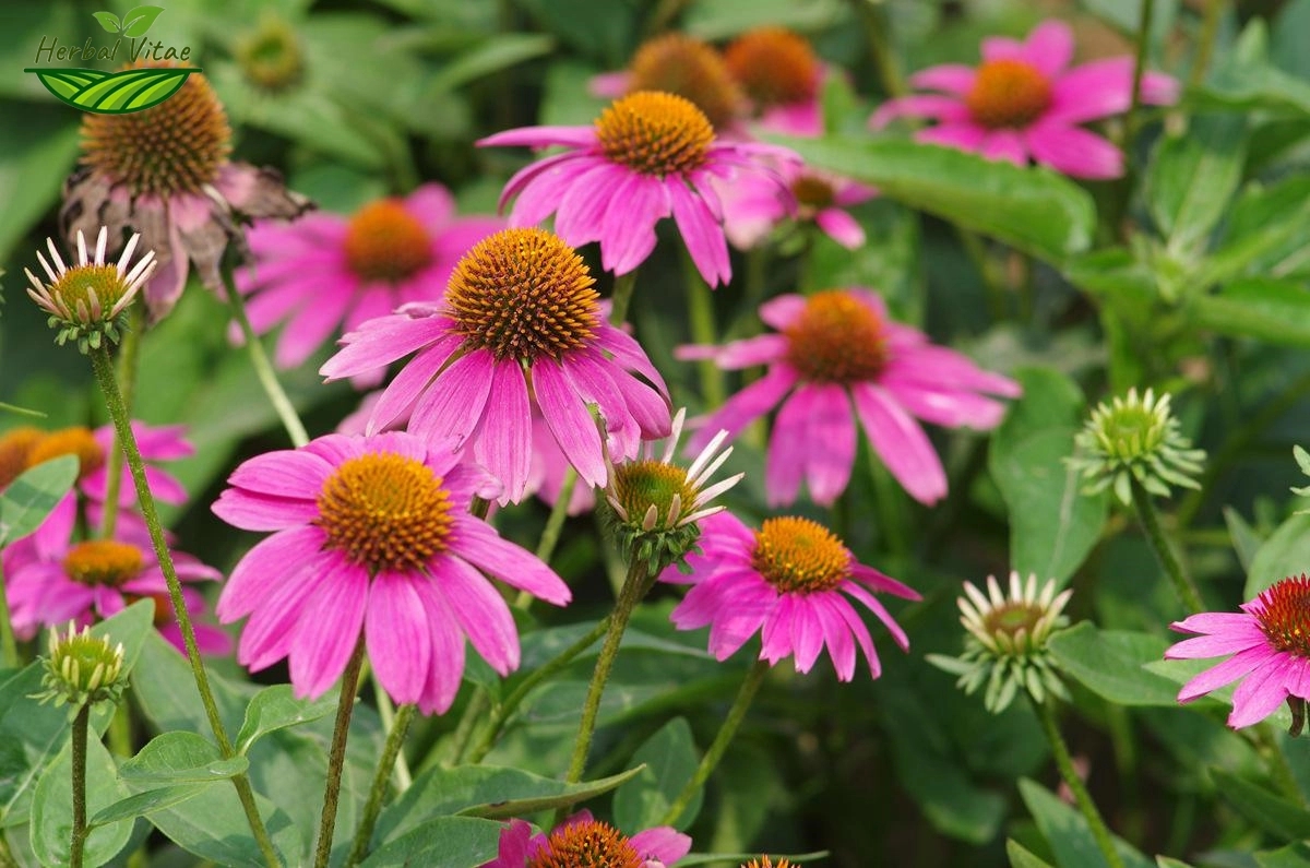 Echinacea Purpurea Extract - Natural Immune Regulator