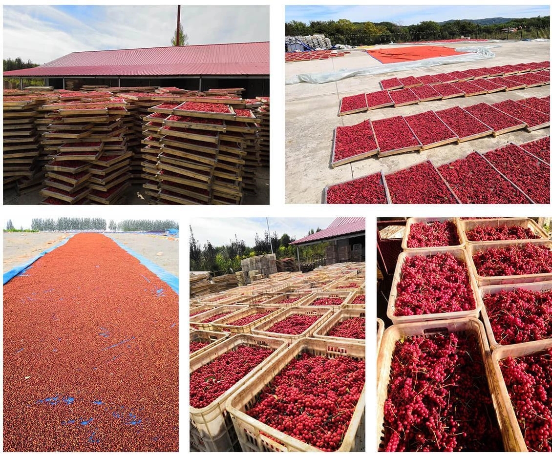 New Harvested Schisandra Chinensis,Welcome to Consult