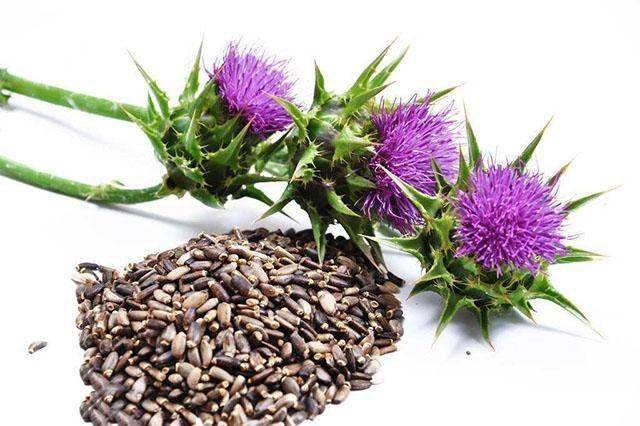 The Efficacy And Role Of Milk Thistle Extract The Efficacy And Role Of Milk Thistle Extract