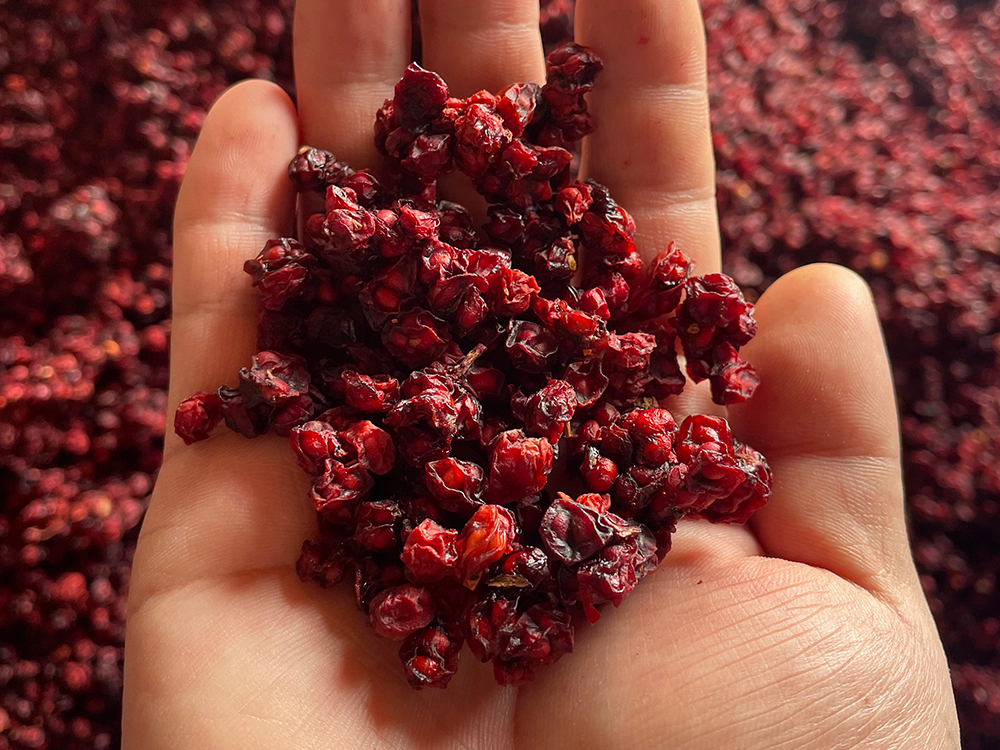 Schisandra Primary Selecting