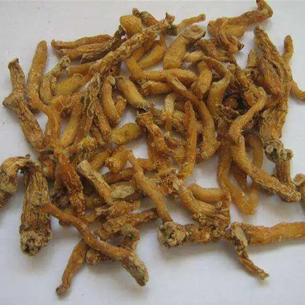 polygonatum odoratum