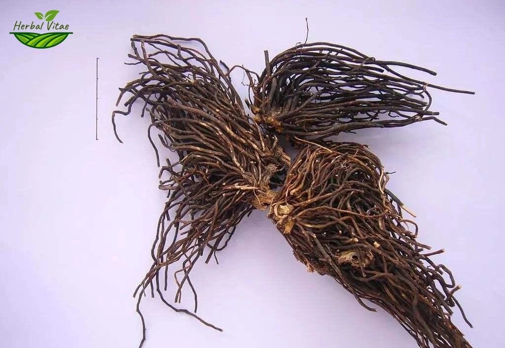 Clematis Root
