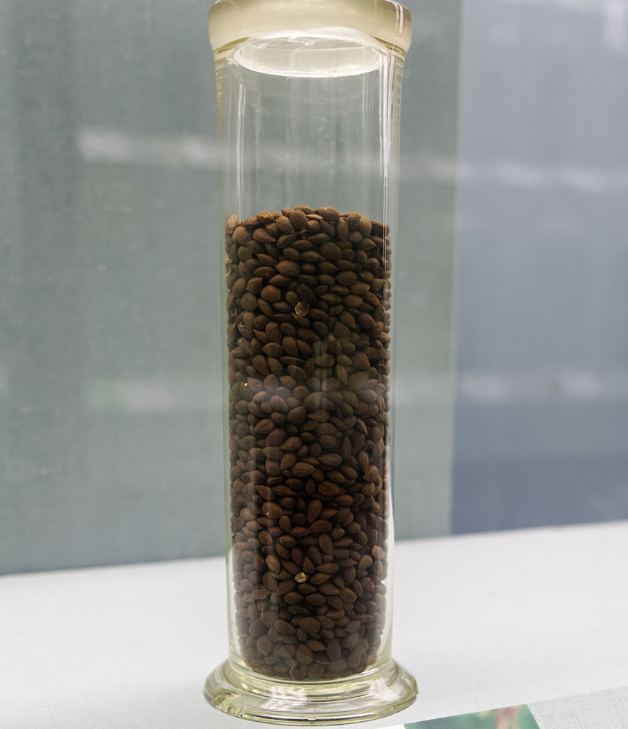 Dwarf Flowering Cherry Seed