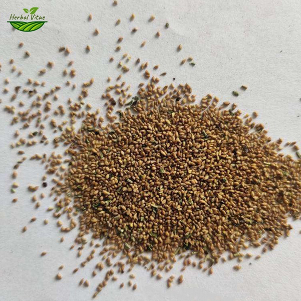 evening primrose seeds