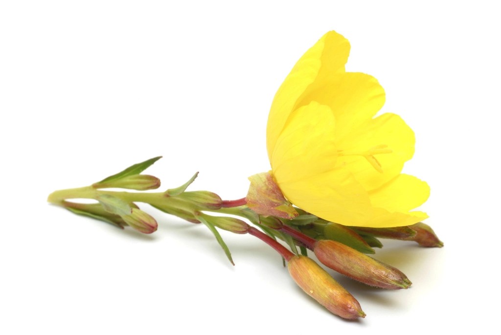 Evening Primrose Seeds