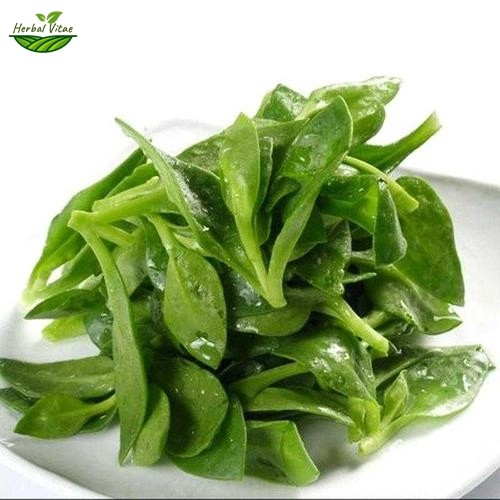 Andrographis Paniculata Extract Powder