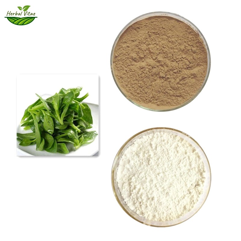 Andrographis Paniculata Extract Powder