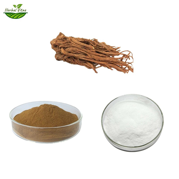 angelica extract powder