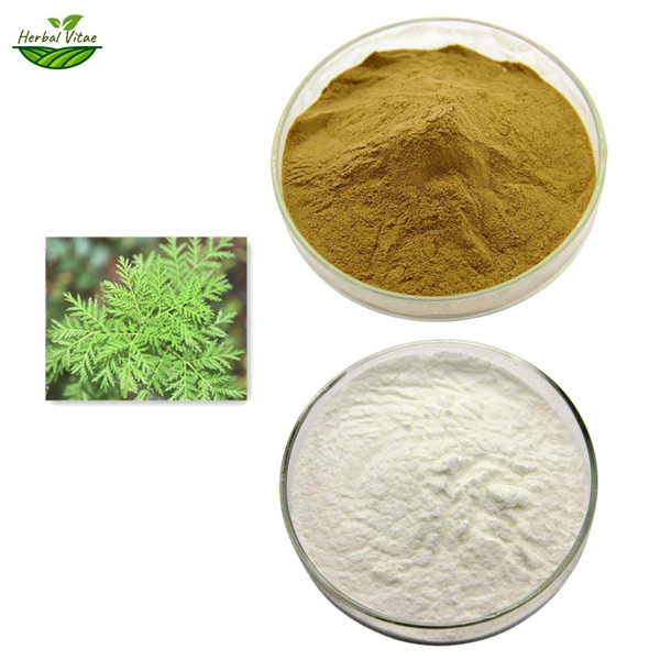 artemisia annua extract powder