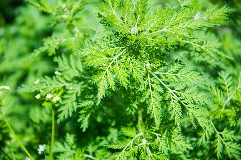 Artemisia Annua Extract Powder Artemisia Annua Extract Powder