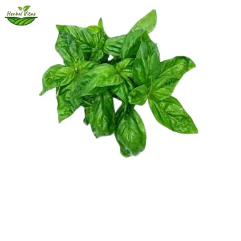 Basil Extract Powder