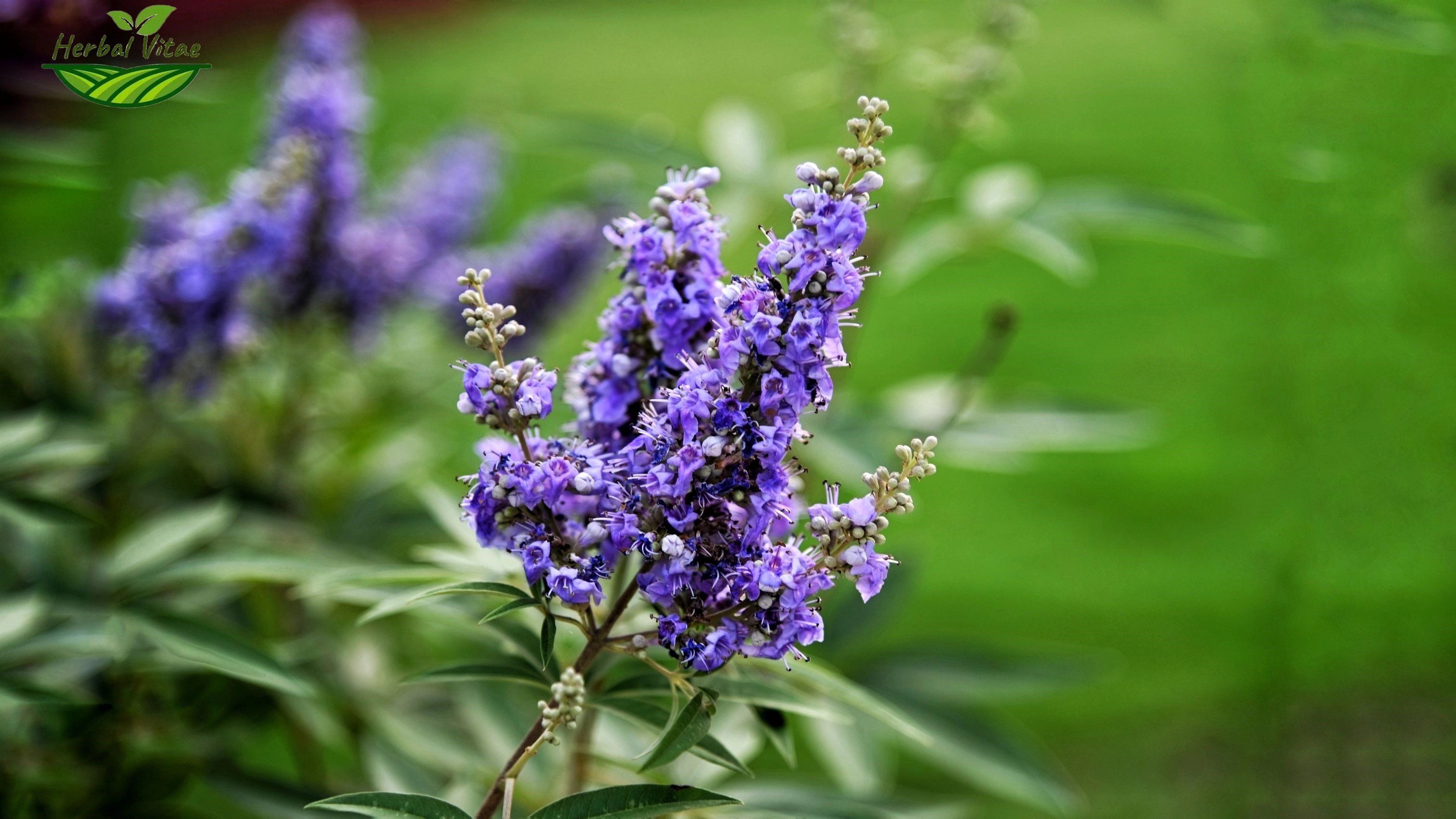 Chasteberry Extract Powder