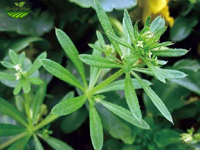 Cleavers Herb Extract Powder