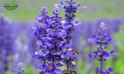 Common Sage Extract Powder