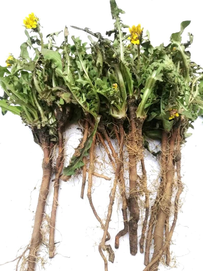 Dandelion Root Extract