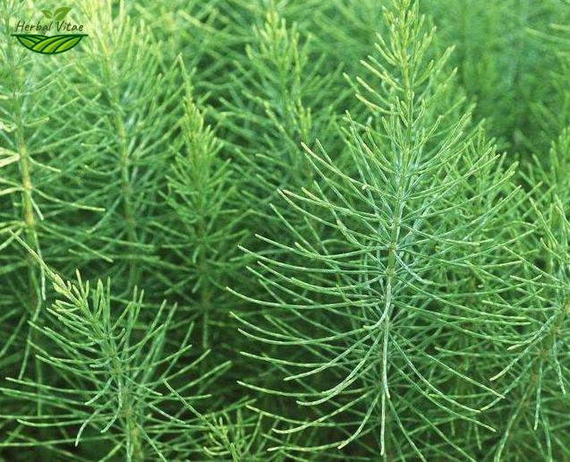 Field Horsetail Extract Powder
