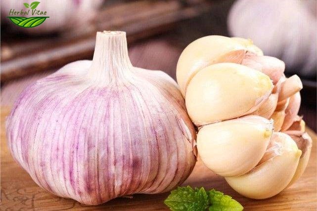 Garlic Extract Powder