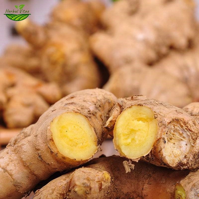 Ginger Extract Powder
