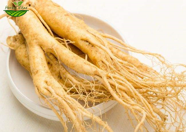 Ginseng Extract Powder