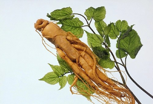 Ginseng Herb Roots