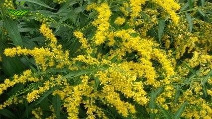Goldenrod Extract Powder