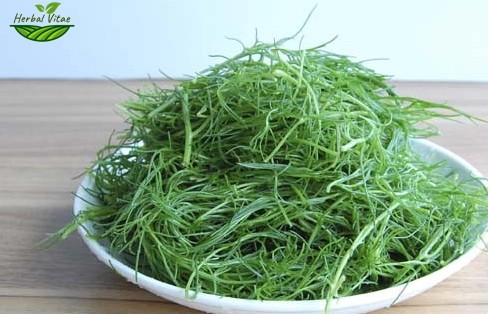 Hijiki Extract Powder