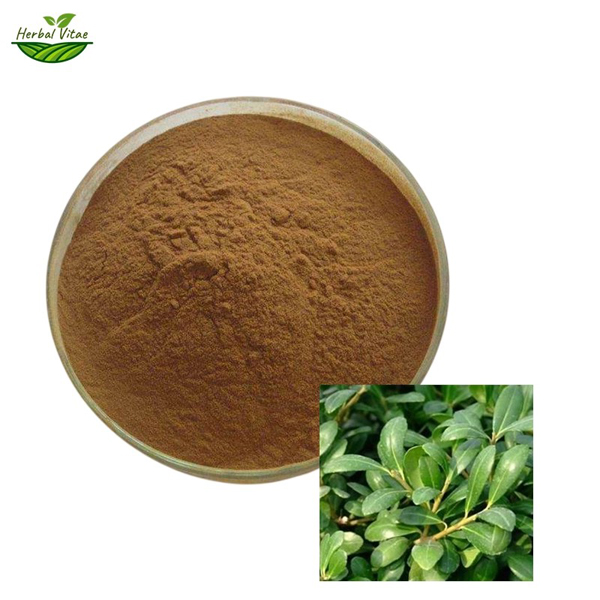 holly leaf extract