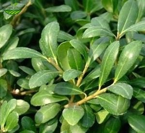 Holly Leaf Extract Powder