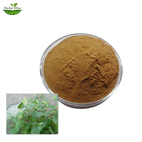 hyssop extract