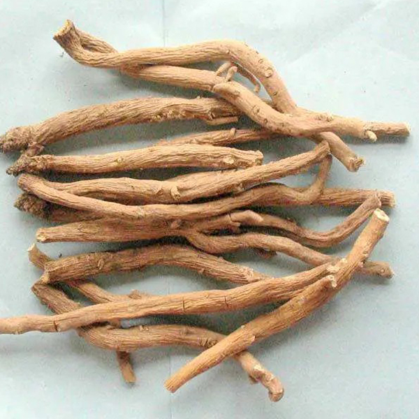 indigowoad root tea
