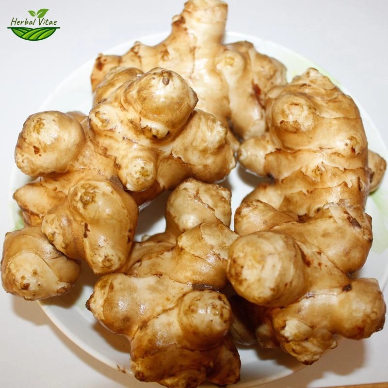 Jerusalem Artichoke Extract Powder