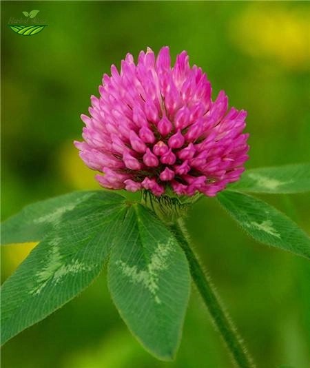 Red Clover Extract Powder