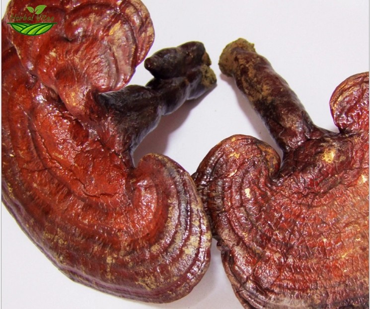 Reishi Mushroom Extract Powder