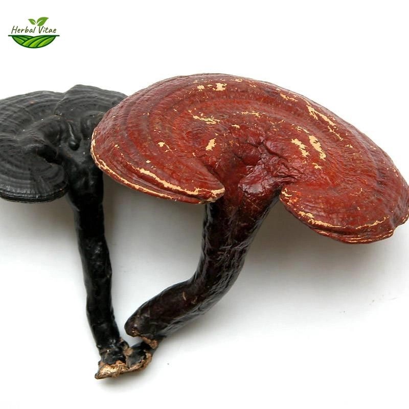 Reishi Mushroom Powder