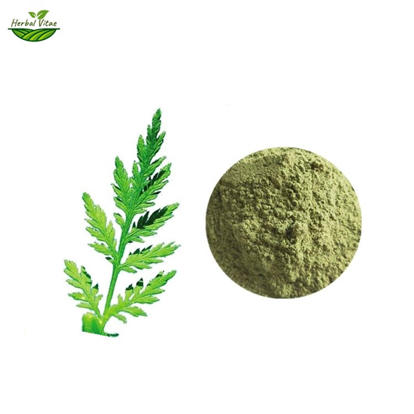 sweet wormwood powder
