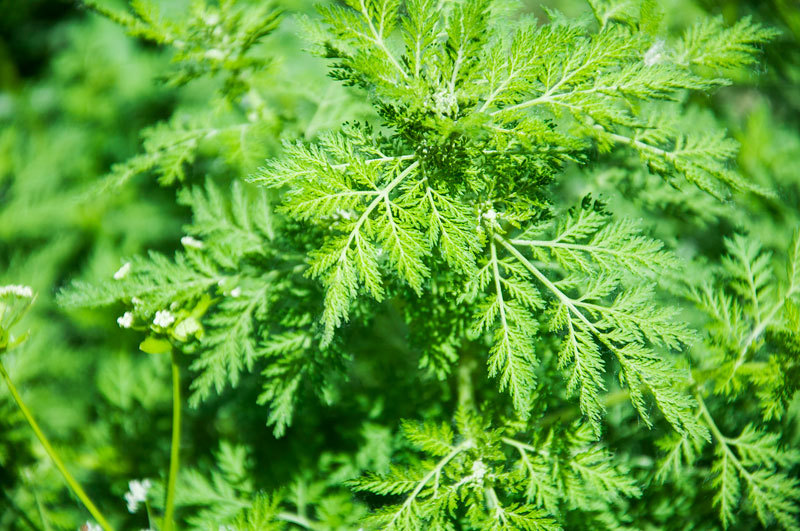 Sweet Wormwood Powder Sweet Wormwood Powder