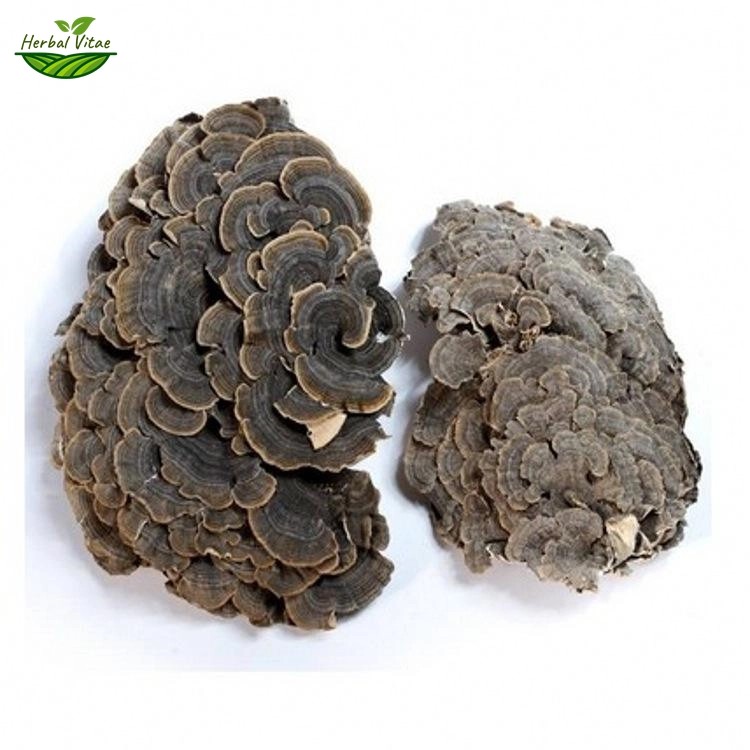 Turkey Tail Extract Powder