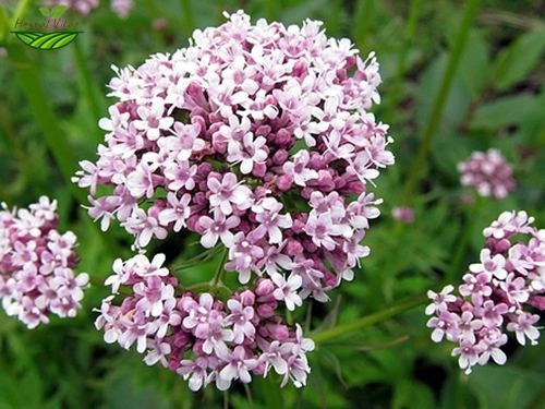 Valerian Extract Powder
