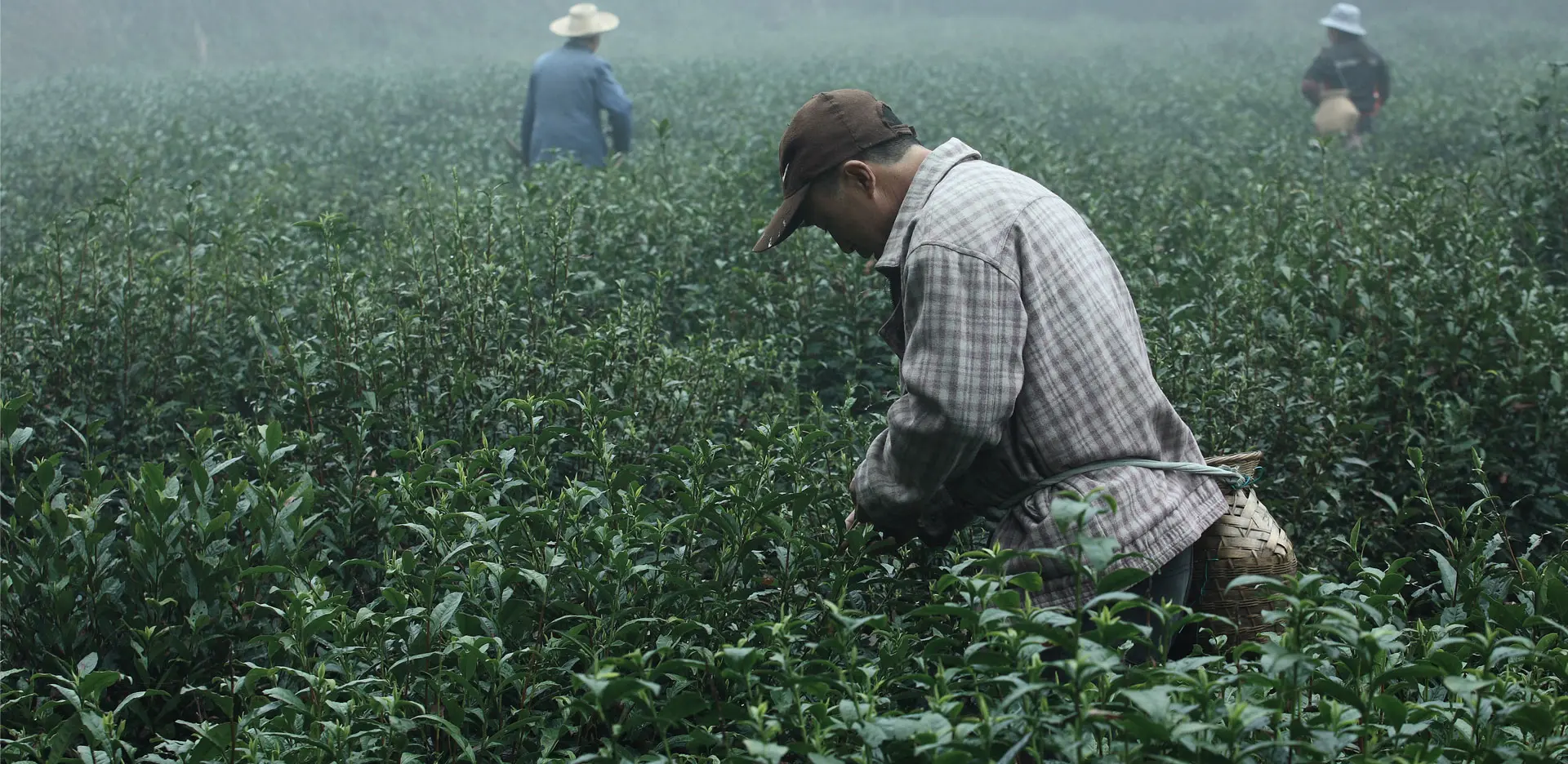 From Our Farms to Your Formulas: Herbal Vitae – Quality You Can Trust