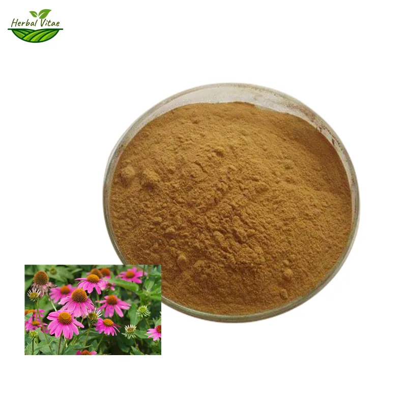 Echinacea Purpurea Extract Powder