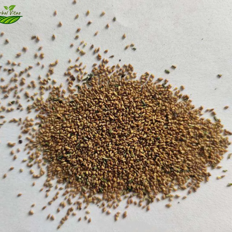 Evening Primrose Seeds