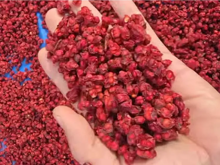 High Quality Schisandra-Pre-sending Screening